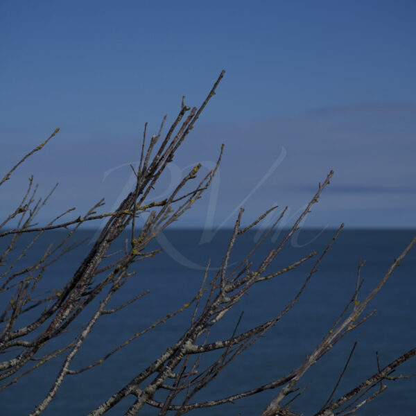 Le bleu derrière la branche