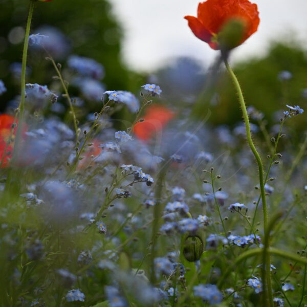 Un champs de fleurs a Paris