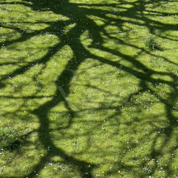 L&rsquo;ombre emmêlée