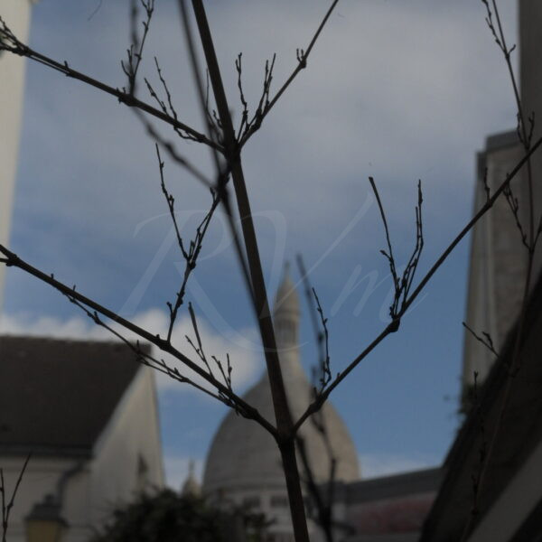 Branches sur le Sacré-Cœur