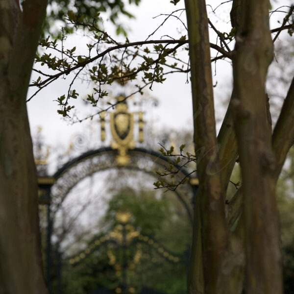 L&rsquo;or entre les arbres