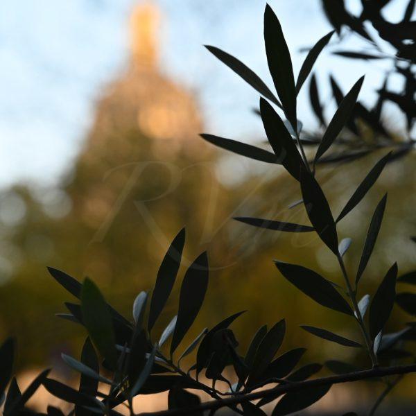L&rsquo;olivier des Invalides