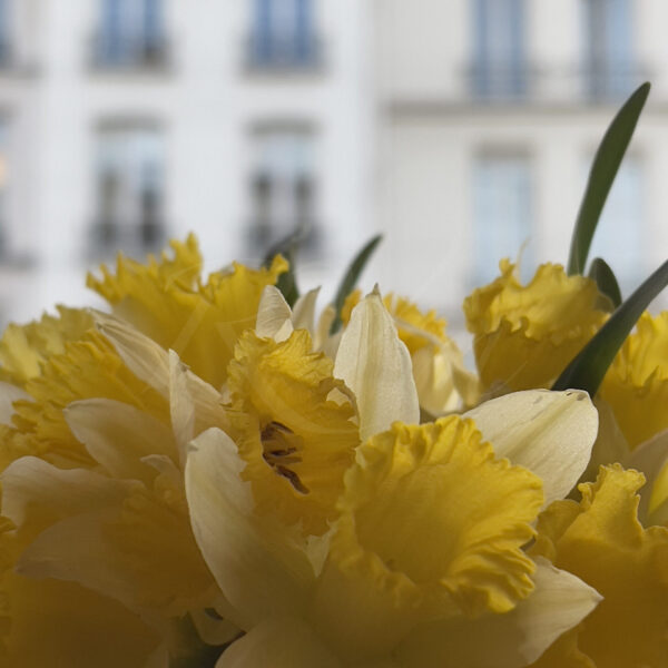 Jonquilles en terrasse