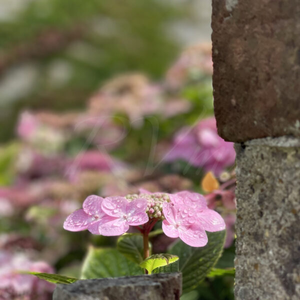 Perles de pluie